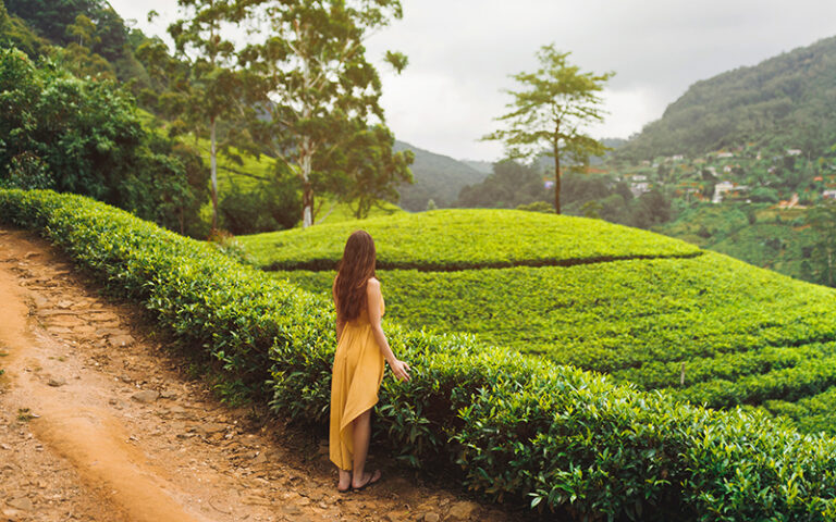 Woman traveler walking in yellow dress at the tea plantations in Nuwara Eliya, Sri Lanka. Rearview of slim romantic tourist girl outdoors on nature. High quality photo