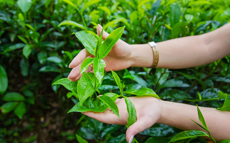 Tea growing on tea plantations in Sri Lanka. Selective focus. nature.